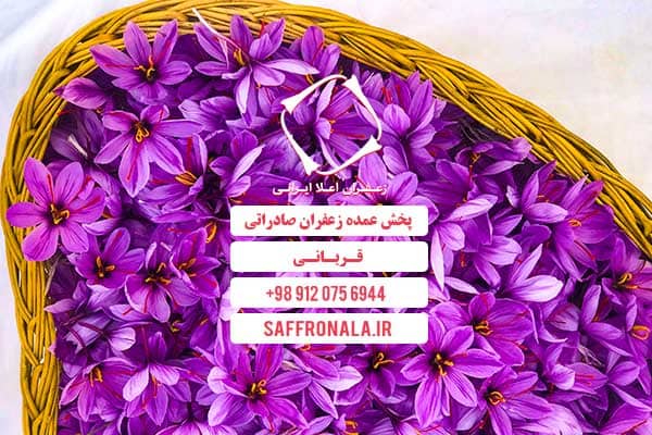 saffron production05